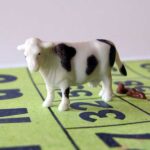 Cow drop raffle fundraiser